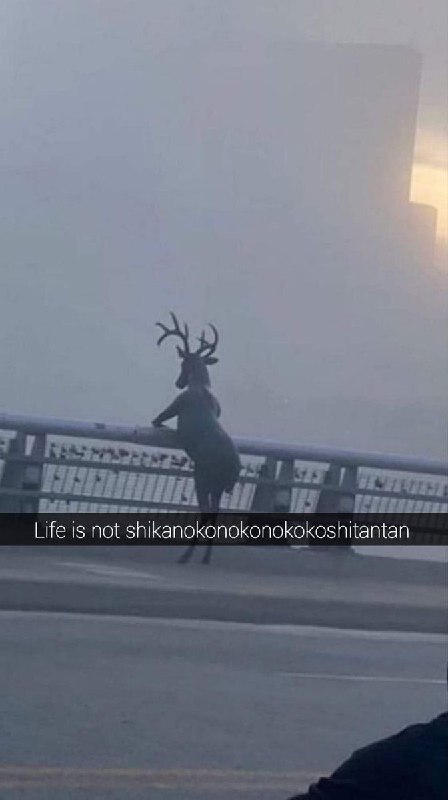 唯我独尊・宮内蛍 (@real_hotaru)